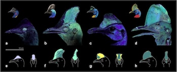 El casco de los casuarios muestra fluorescencia azul bajo luz ultravioleta