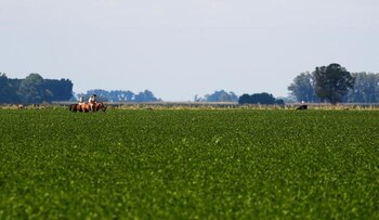 Un campo de soja en 25 de Mayo, en la provincia de Buenos Aires (REUTERS/Agustin Marcarian)