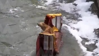 Bomberos rescataron a perrito en