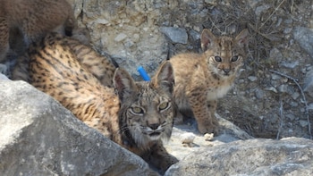 La hembra de lince ibérico Urtsu junto a una de sus crías. (Región de Murcia)