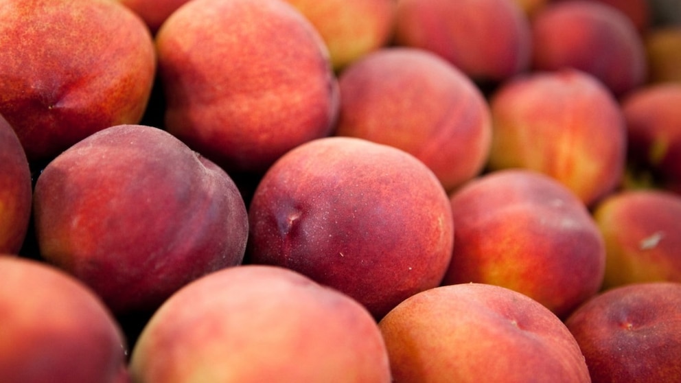 fruto