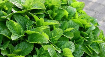 A pesar de sus beneficios