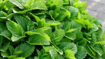 La planta aromática que ayuda