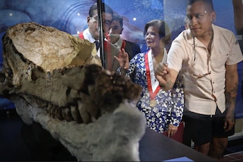 El fósil descubierto por Mario