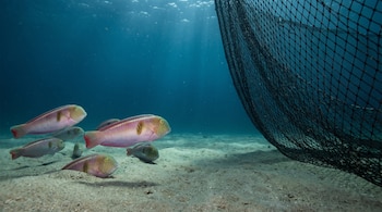 Bajo el agua, varios peces navaja perlados nadan sobre un fondo arenoso, algunos semienterrados, mientras una red de pesca desciende a la derecha.