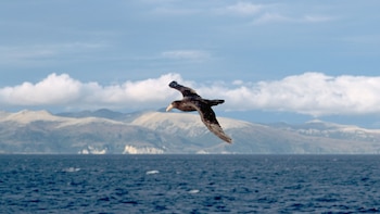 AVES ANTARTIDA