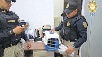 El animal fue puesto a