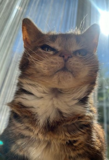 Miles de personas lamentaron la