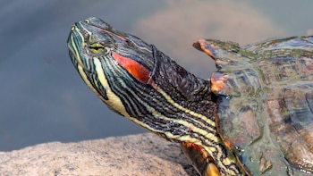 Galápago de Florida. (Sharp Photography/Wikimedia Commons)