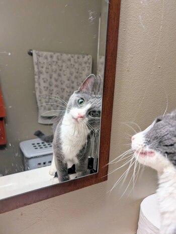 Las fotografías de un gato