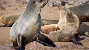 Chile evalúa autorizar la caza selectiva del lobo marino ante un aumento de conflictos con pescadores en el sur