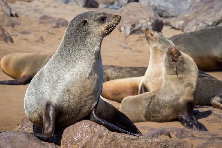 Chile abre debate por caza selectiva del lobo marino en medio de presión pesquera