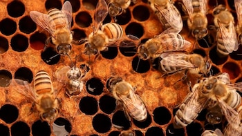 Miel: el otoño define la fuerza de las colmenas