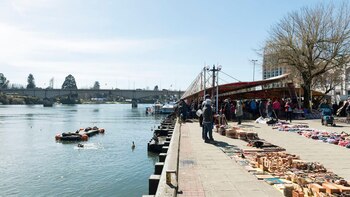 Varios lobos marinos descansan sobre una plataforma flotante en un río, junto a una costanera con puestos de venta y personas
