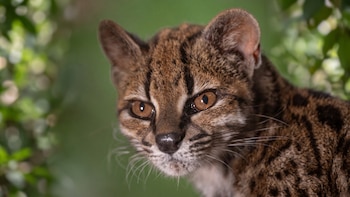 “Los gatos tigre han sido un enigma durante décadas”: el ADN que identificó al Tilcayo como una nueva especie y podría cambiar el mapa argentino