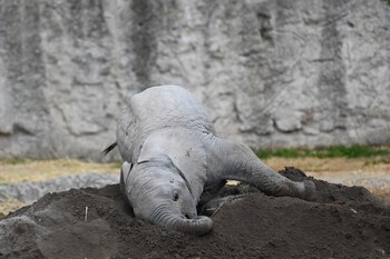Nacen 4 Elefantes en Pueblña