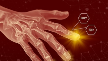 Hacia la regeneración de extremidades: un estudio logra crear hueso, tendones y ligamentos