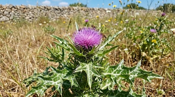 Primer plano de flor de cardo mariano púrpura con hojas espinosas verdes y blancas, dos abejas sobre ella. Campo seco con pared de piedra al fondo.