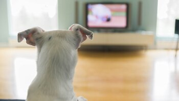 Los animales y sobre todo