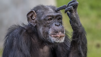 Una paradoja en la evolución: la diferencia en el cartílago que explica por qué los humanos sufrimos artrosis y gorilas y chimpancés no
