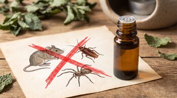 Un frasco de aceite esencial de menta, hojas de menta y un papel con un ratón, una cucaracha y una araña tachados con una cruz roja.