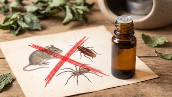 El ingrediente que aleja cucarachas, ratones y arañas al mismo tiempo, según expertos