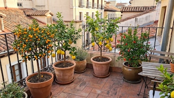 3 árboles frutales perfectos para plantar en casa: ideales para cosechar en espacios pequeños