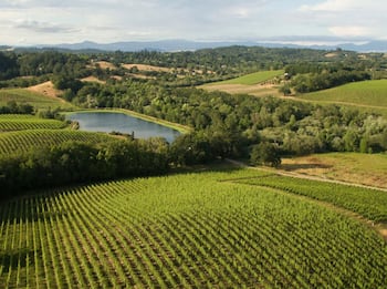 Sensores y drones en Iron Horse Vineyards midiendo variables ambientales en tiempo real