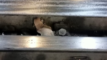 El pequeño perro estaba en