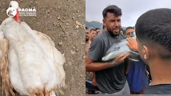 Indignación en las redes por las imágenes de maltrato animal en Ceuta: migrantes dañan patos, ocas y delfines