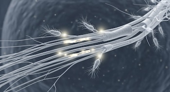 Ilustración 3D de fibras nerviosas de sustancia blanca grisácea, con secciones mielínicas amarillas brillantes. Microglía activa, con destellos, rodea las fibras en un fondo biomédico.