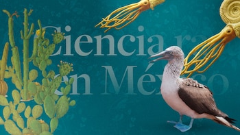 En entrevista con Infobae México, el autor de este libro invita a las acciones locales para cuidar el medio ambiente y proteger a las especies que lo habitan