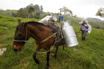 Costa Rica, República Dominicana y Uruguay participan en una agenda común para fortalecer la sostenibilidad de la industria lechera regional. (EFE/Luis Noriega)