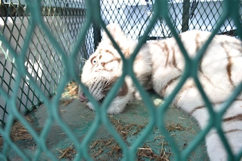 tigre de bengala Michoacán