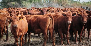 Parece ser un problema de