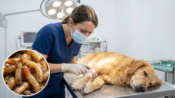 Un parásito mortal que se alimenta de carne representa un riesgo para las mascotas este verano: cómo protegerlas