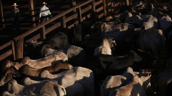 Brasil certificó que el caso