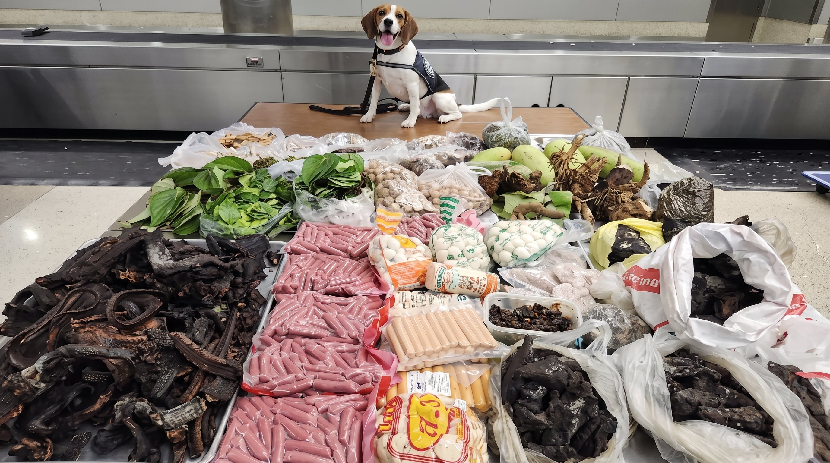 El olfato de un perro de aduanas permitió descubrir un cargamento ilegal de carne, frutas, plantas y un lagarto en una maleta