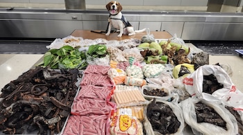 Un perro beagle con arnés se sienta sobre una mesa con múltiples bolsas de plástico llenas de hojas verdes, vegetales, embutidos y otros alimentos.
