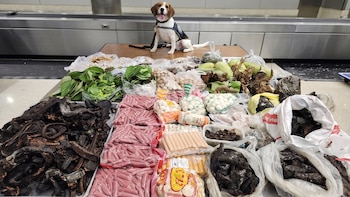 El olfato de un perro de aduanas permitió descubrir un cargamento ilegal de carne, frutas, plantas y un lagarto en una maleta