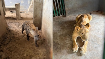 Megaoperativo contra huachicol destapa rancho con 135 animales exóticos en Tamaulipas: les arrebatan hienas, tigres y un camello