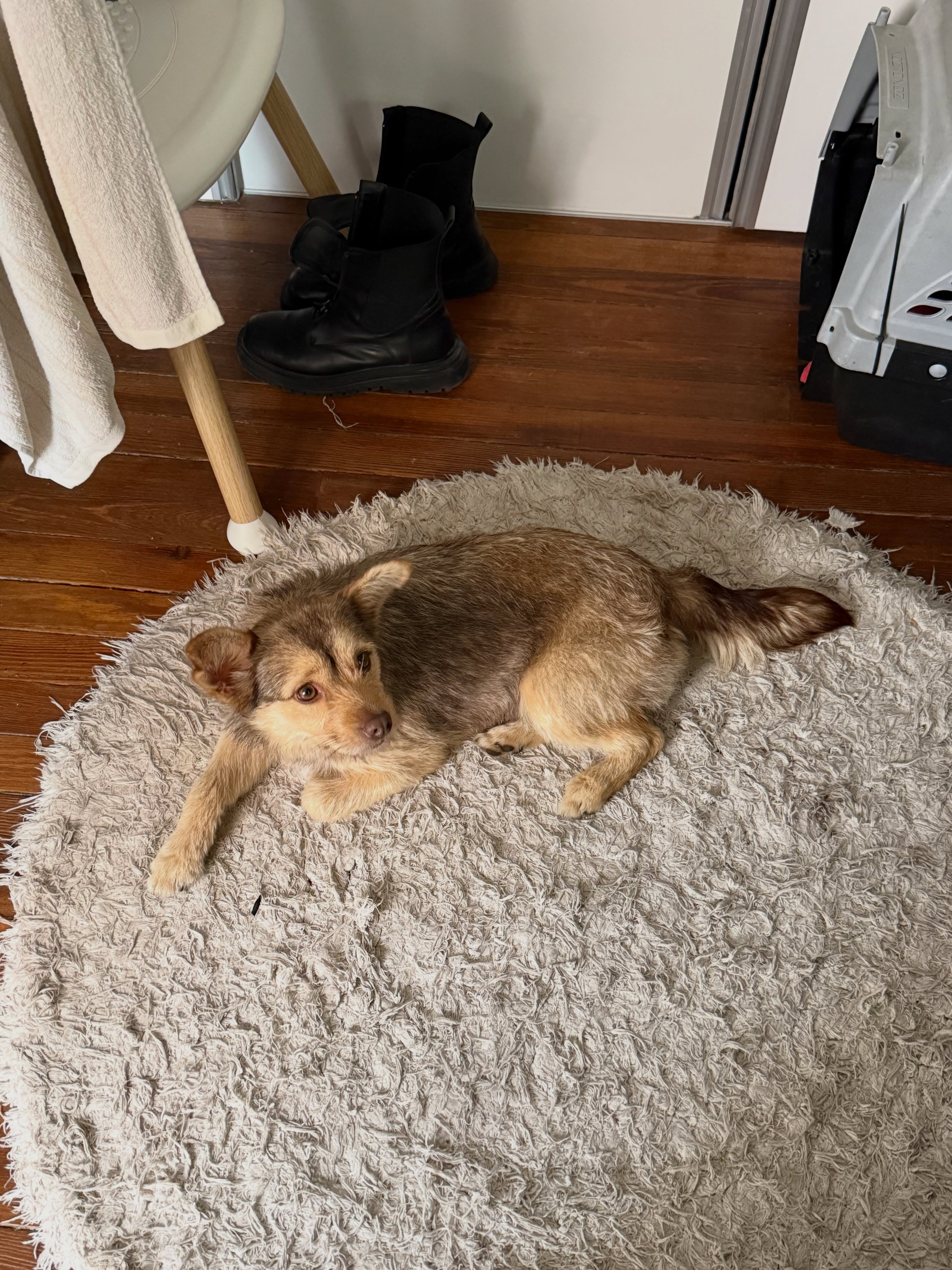 Lucy no tardó en adaptarse a la rutina familiar y descansa sobre una alfombra dentro del hogar de la artista