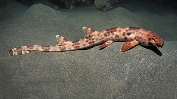 Descubren que un tipo de