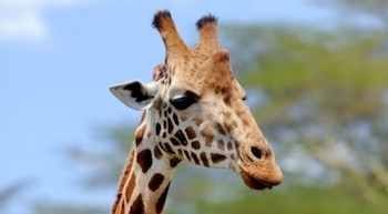 Llega la despedida de Benito, jirafa icónica de Juárez con destino a Puebla