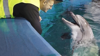 Dos belugas y cuatro delfines rescatados de Canadá llegan al Oceanogràfic de València tras un complejo traslado