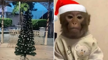 Polémica en Álamo por sencillo árbol de Navidad en el kiosko municipal
