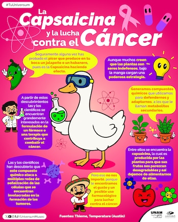 Infografía de dibujos animados. Pato con gafas, científico, chile, plantas, cápsulas, lazo rosa, manzana, flores, matraces y texto sobre capsaicina y cáncer