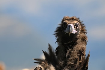 El buitre negro es una de las especies que sobrevuela el cielo de la Sierra de Gata (Europa Press)