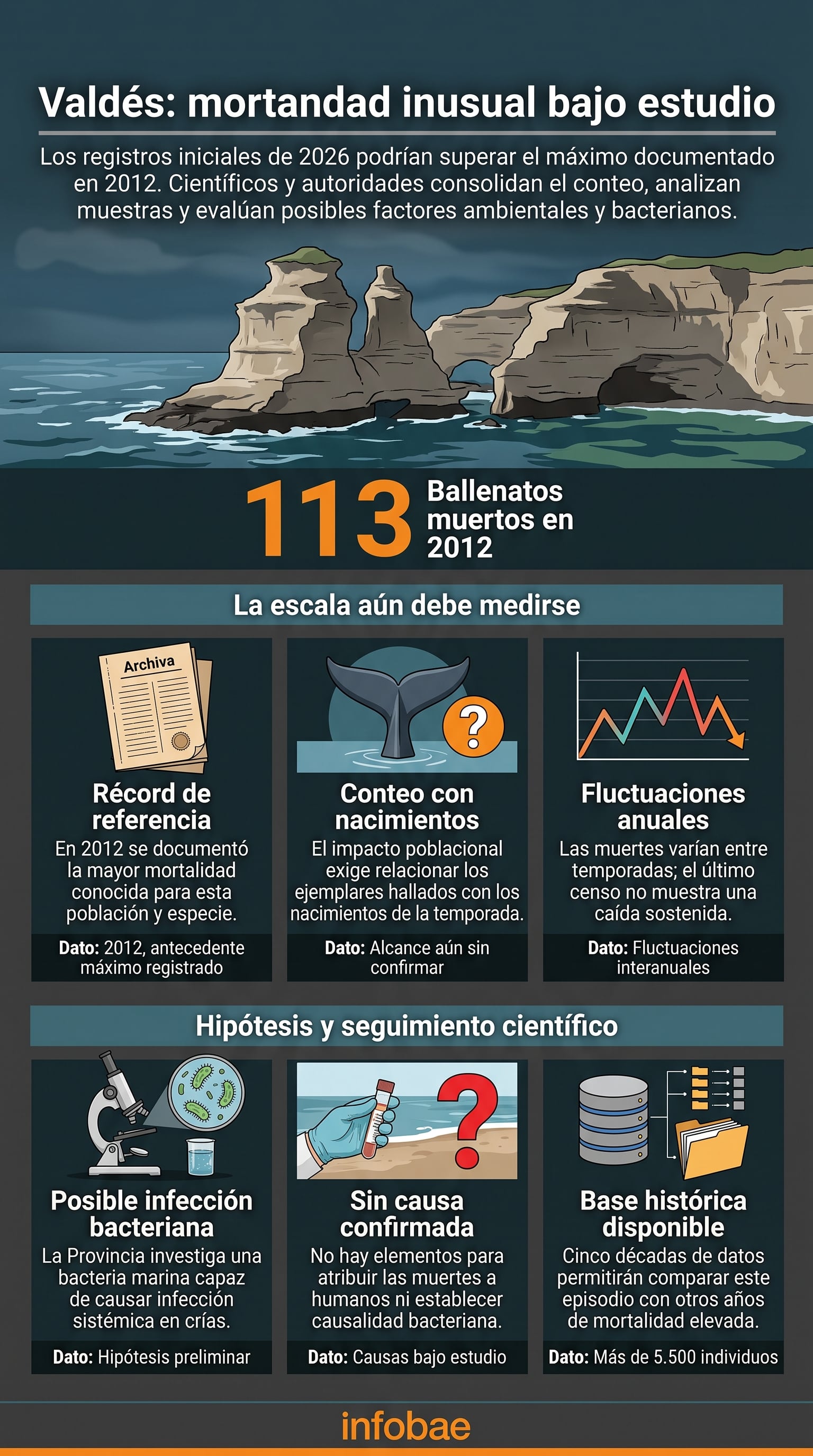 Los investigadores deberán comparar el número de varamientos con el registro de nacimientos para evaluar el impacto real en la población de ballenas (Imagen Ilustrativa Infobae)