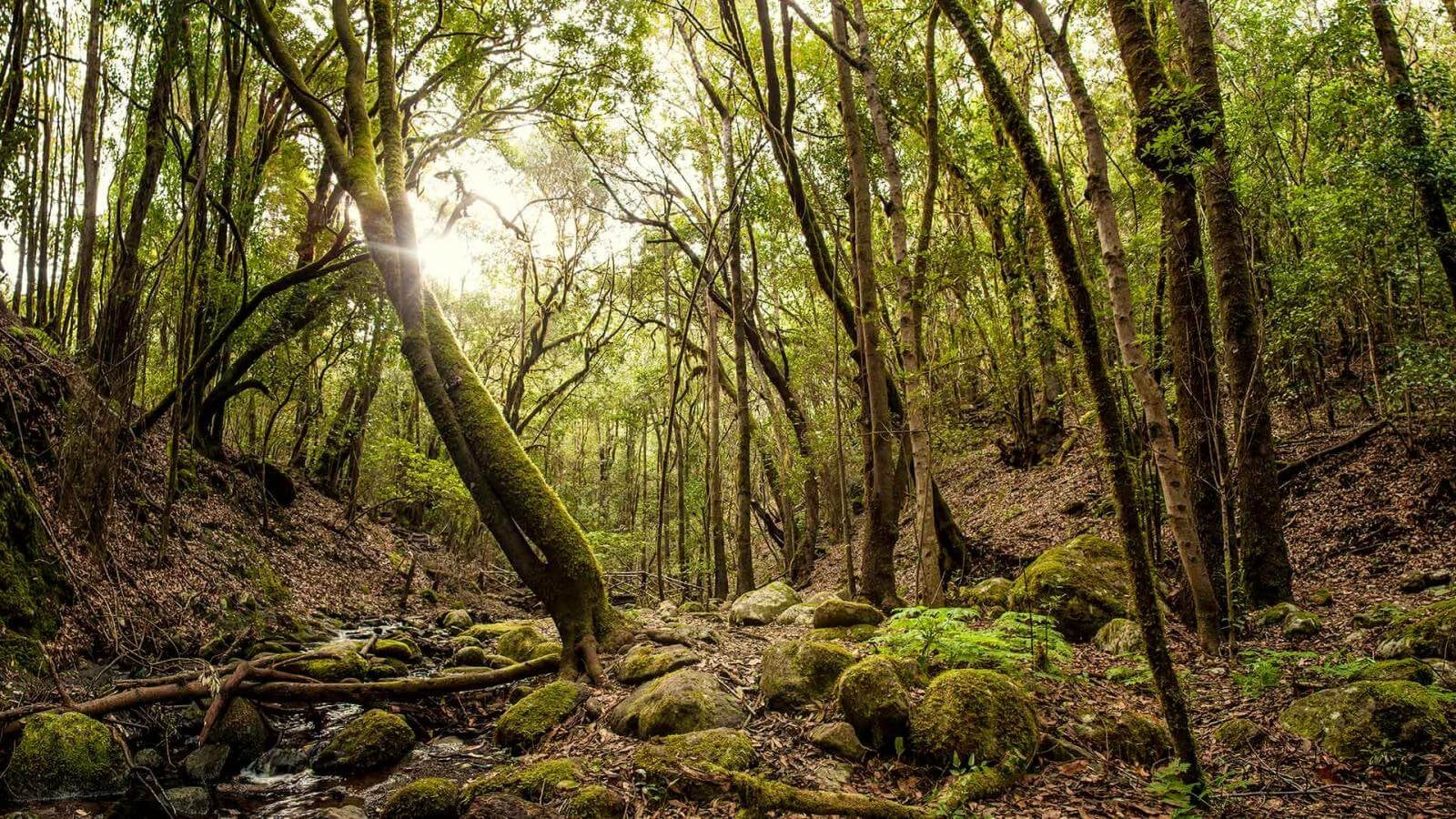 Uno de los bosques más impresionantes de Europa está en España: árboles ancestrales de 1.500 años y declarado Patrimonio de la Humanidad